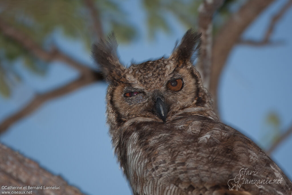 Great Horned Owladult