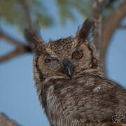 Great Horned Owl