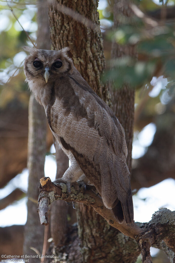 Grand-duc de Verreauxadulte, identification