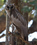 Verreaux's Eagle-Owl