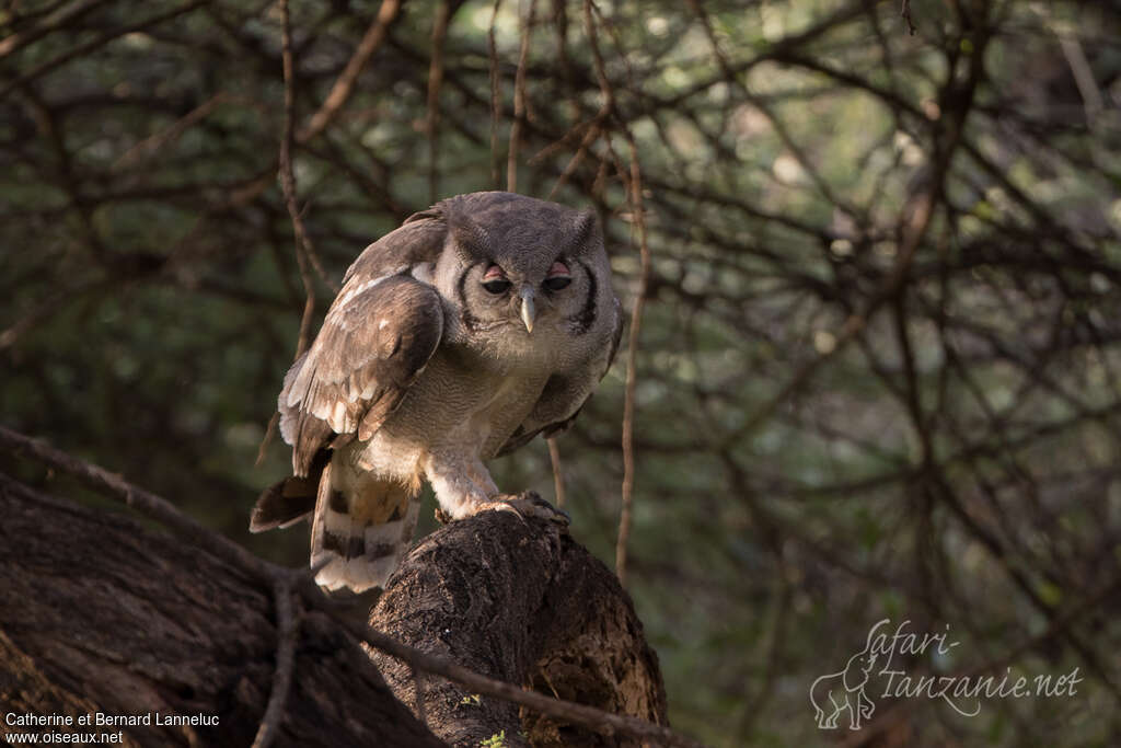 Verreaux's Eagle-Owladult, Behaviour