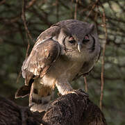 Verreaux's Eagle-Owl