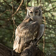 Verreaux's Eagle-Owl