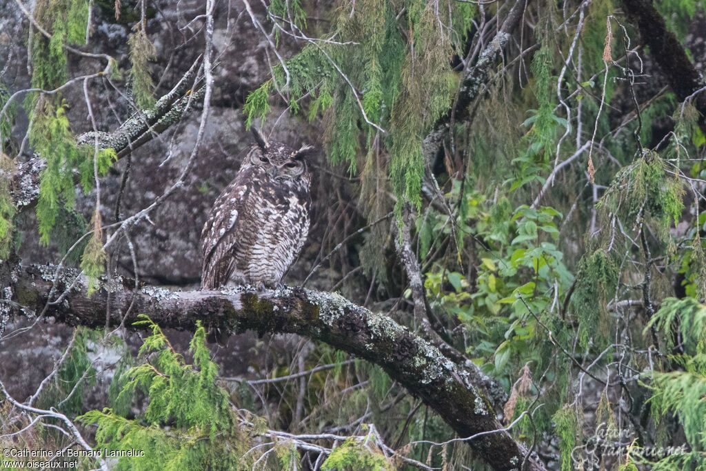 Cape Eagle-Owladult, identification