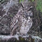 Cape Eagle-Owl