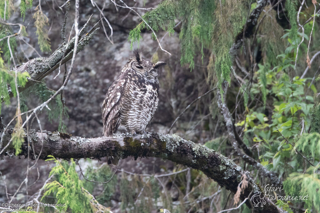 Grand-duc du Capadulte, identification