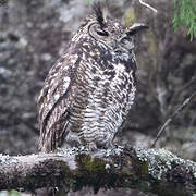 Cape Eagle-Owl