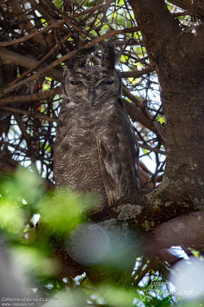 Grand-duc vermiculéadulte, identification