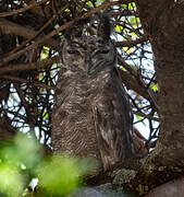 Greyish Eagle-Owl