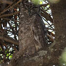 Grand-duc vermiculé