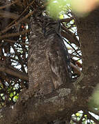 Greyish Eagle-Owl