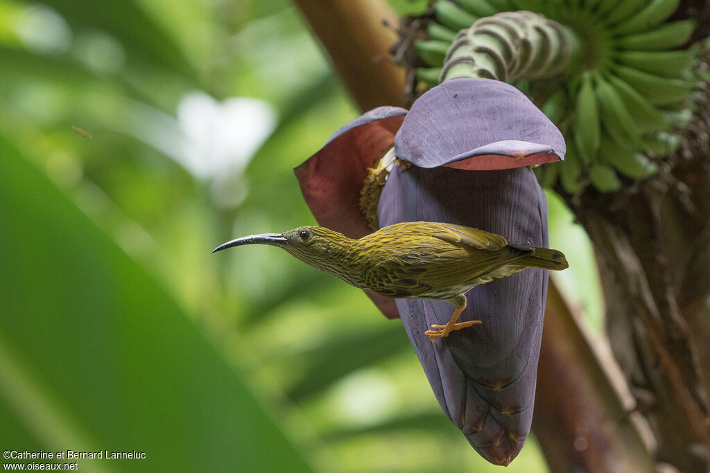 Streaked Spiderhunteradult, feeding habits