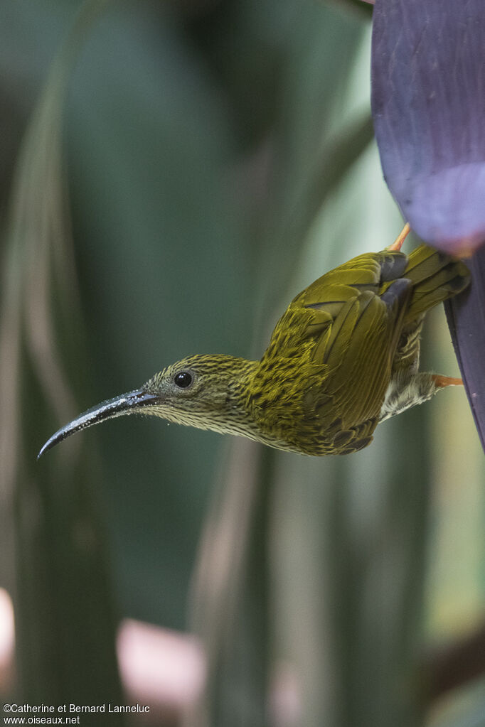 Grand Arachnothèreadulte, habitat, régime, Comportement