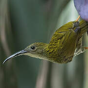 Streaked Spiderhunter