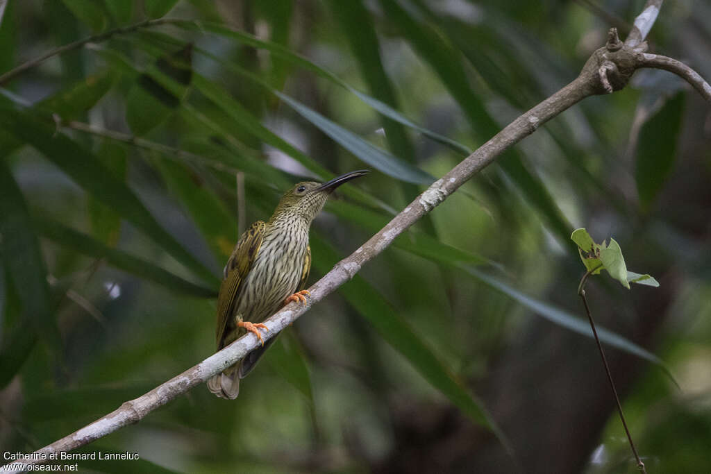 Streaked Spiderhunteradult, habitat