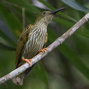 Streaked Spiderhunter