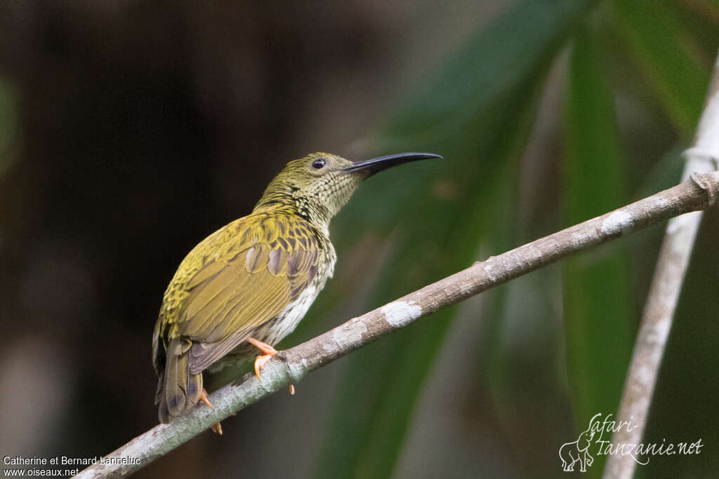 Streaked Spiderhunteradult, identification