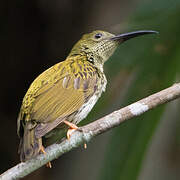 Streaked Spiderhunter