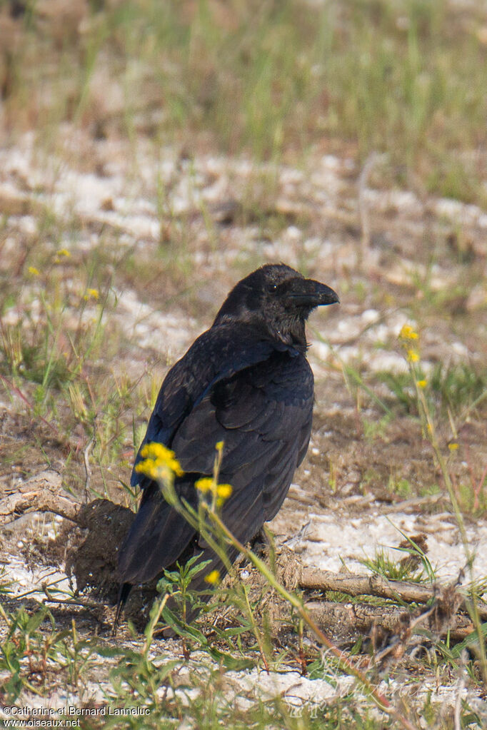 Northern Ravenadult, Flight