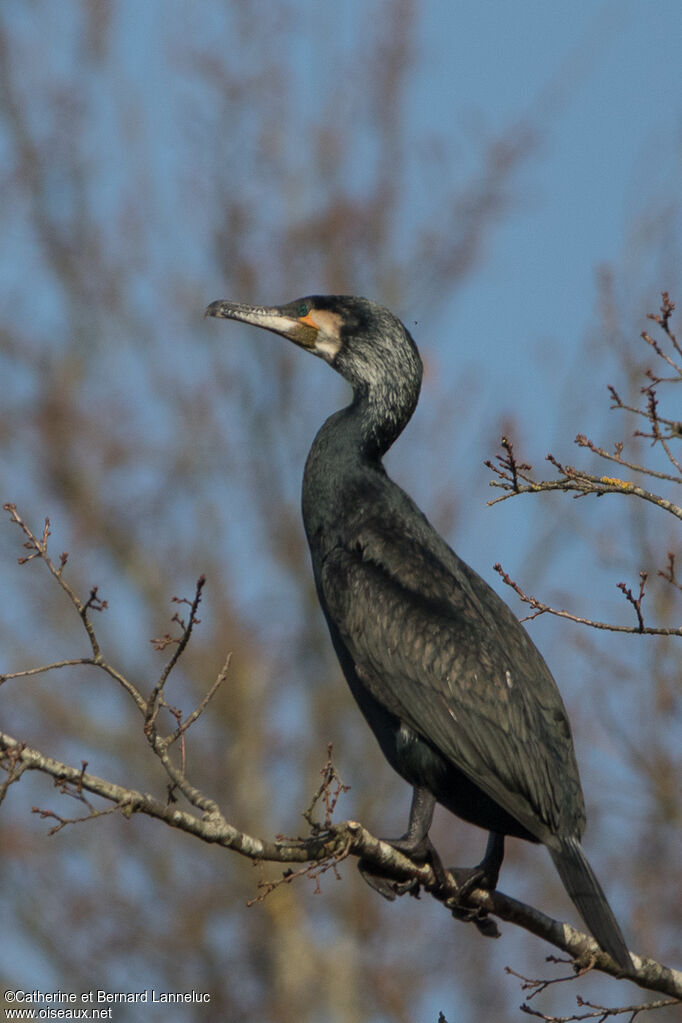 Great Cormorantadult breeding