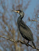 Great Cormorant