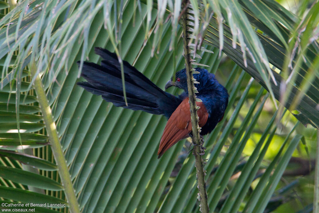 Grand Coucal