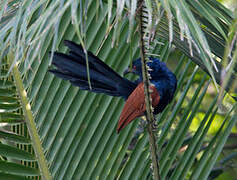 Greater Coucal