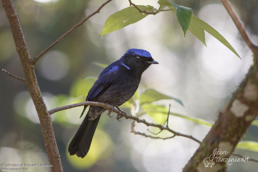 Large Niltava male adult, identification