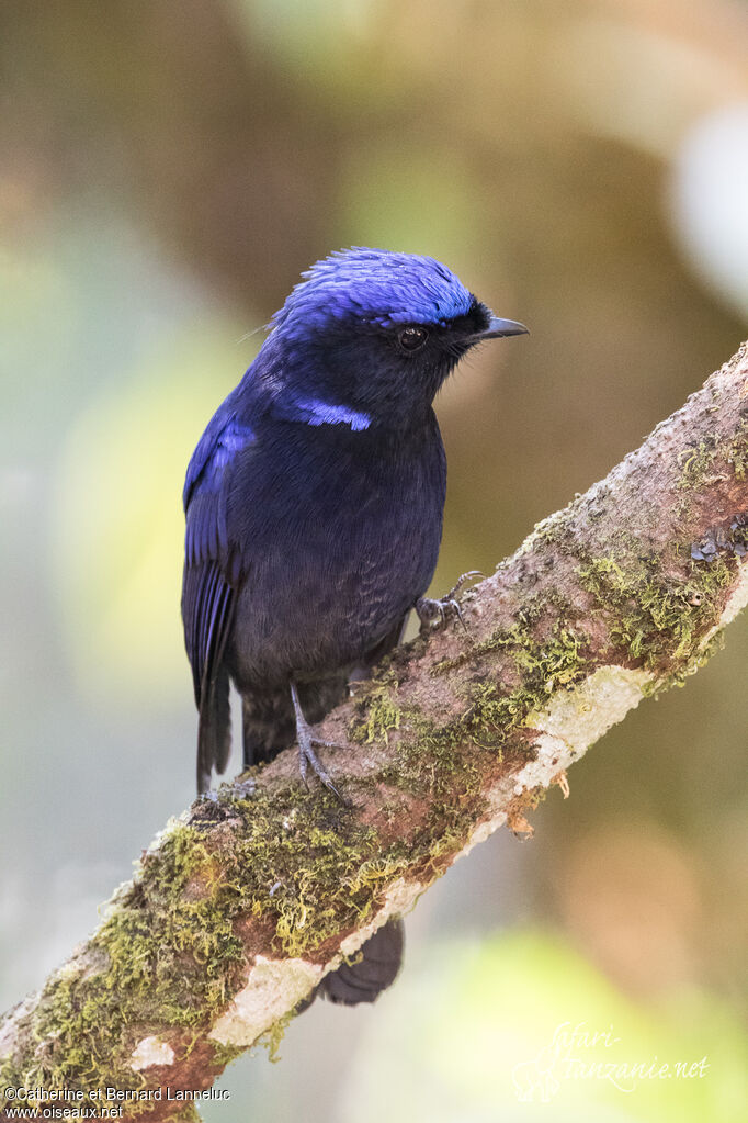 Large Niltava male adult