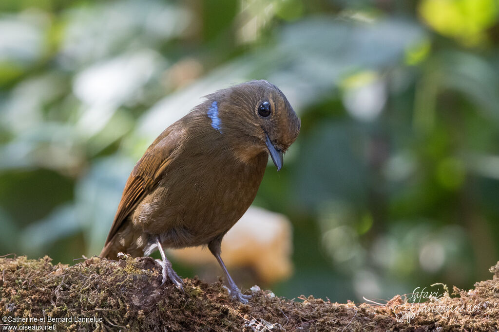 Large Niltava female adult