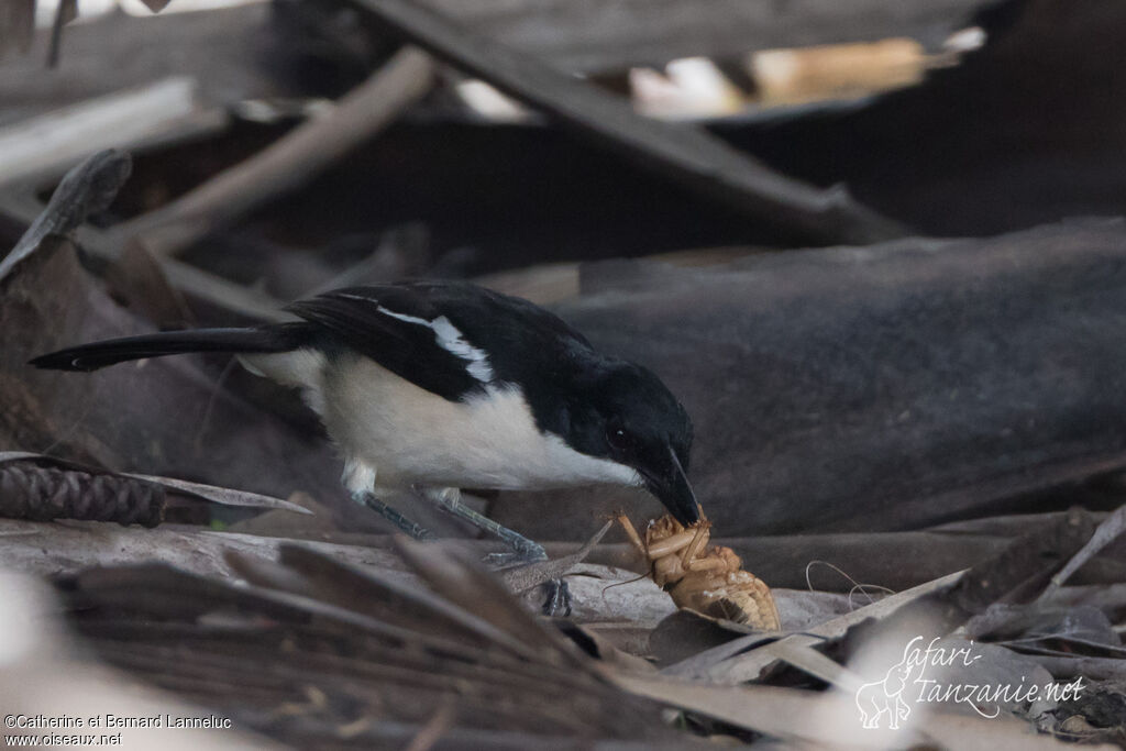 Tropical Boubouadult, feeding habits