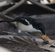 Tropical Boubou