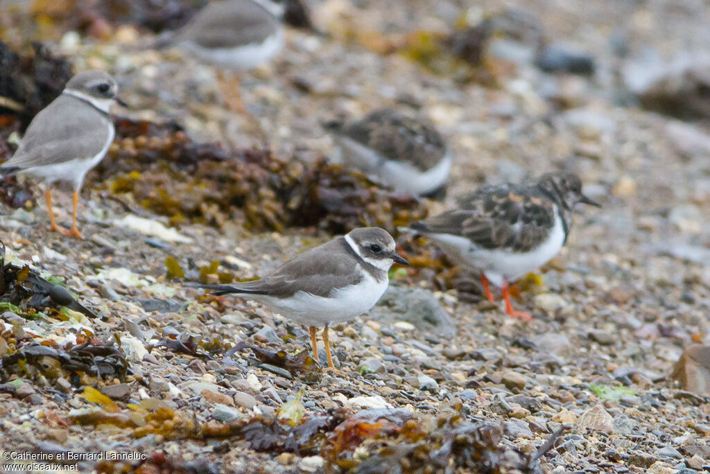 Common Ringed Plover