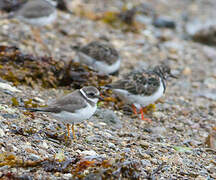 Common Ringed Plover