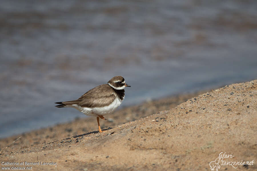 Common Ringed Ploveradult post breeding, identification