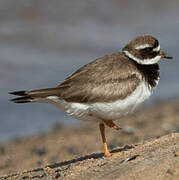 Common Ringed Plover