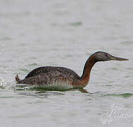 Great Grebe