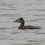 Great Grebe