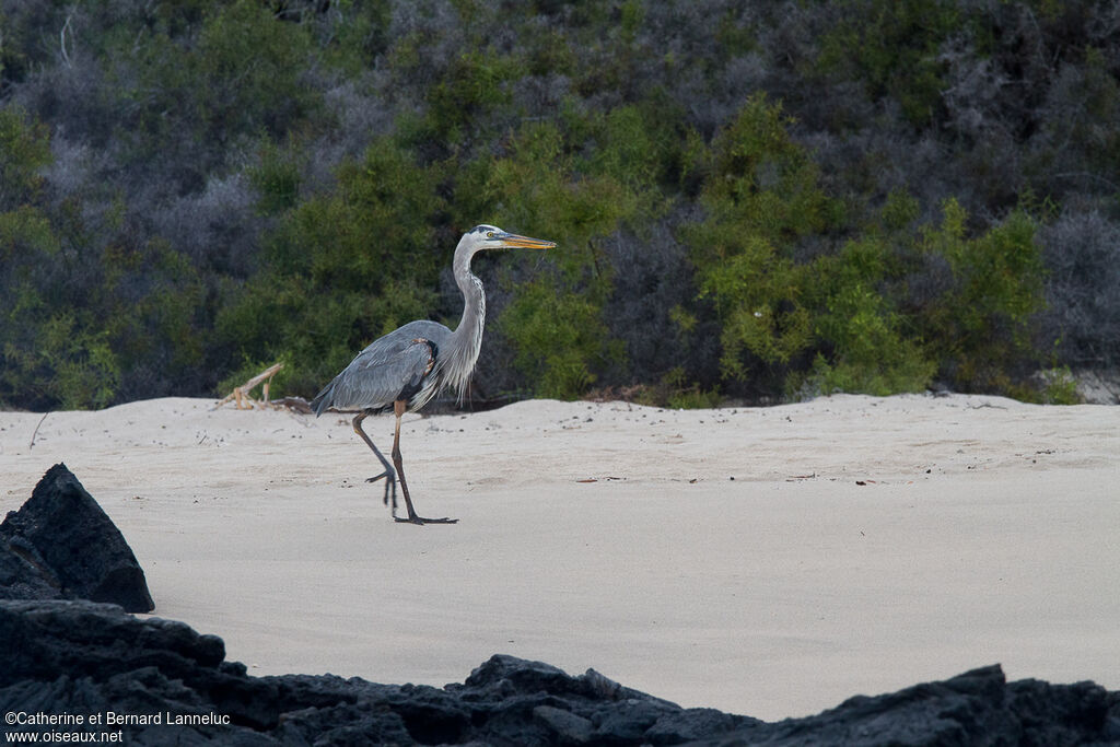 Great Blue Heronadult