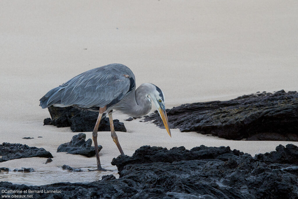 Great Blue Heronadult