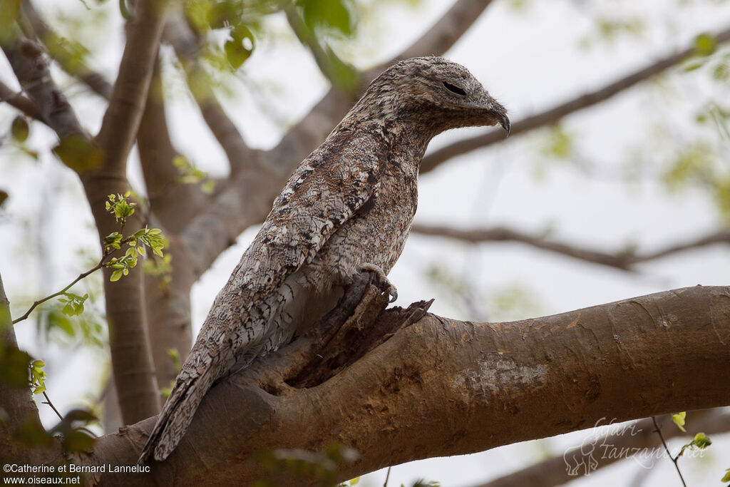 Great Potooadult, identification