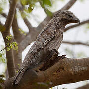 Great Potoo