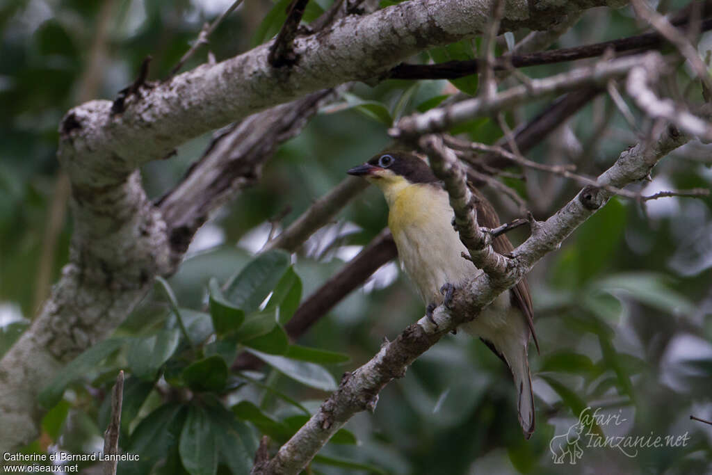 Greater Honeyguidejuvenile, identification