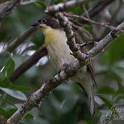 Greater Honeyguide