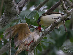 Greater Honeyguide