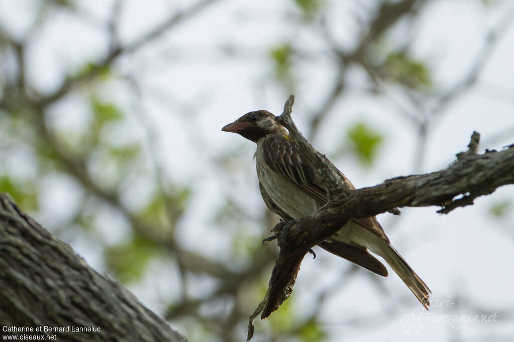 Greater Honeyguide male adult