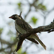 Greater Honeyguide