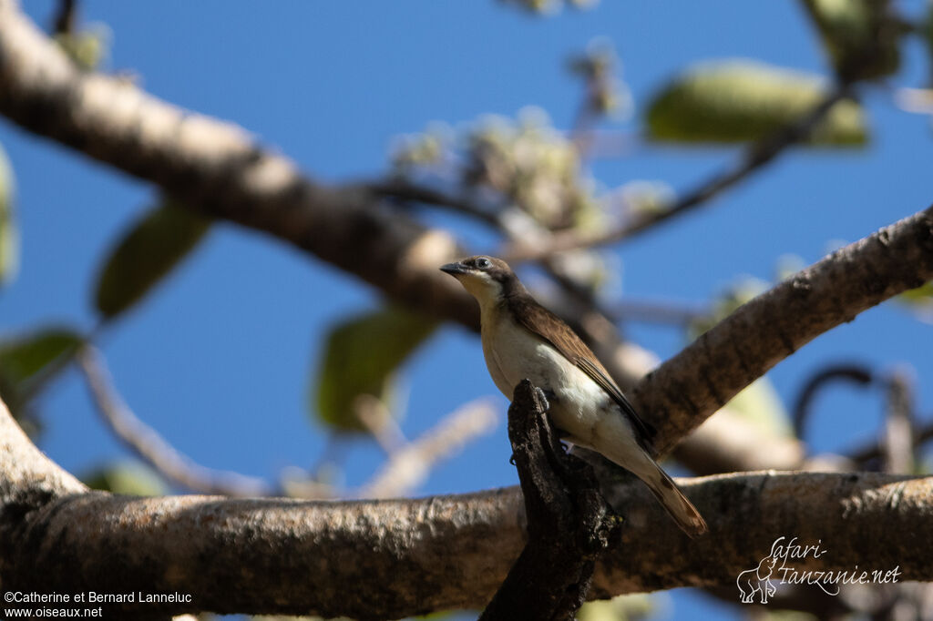 Greater Honeyguide female, identification