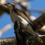 Greater Honeyguide