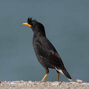 Great Myna